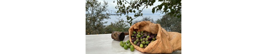 ZEYTIN/ ZEYTINYAĞI